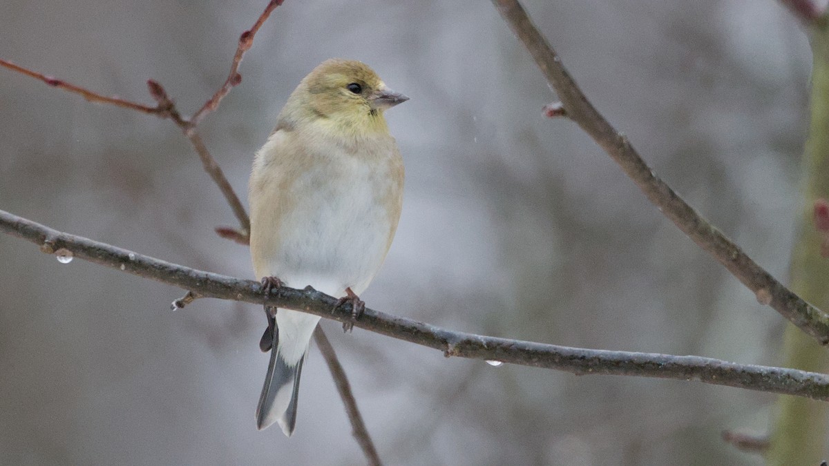 Чиж золотий - ML652198446
