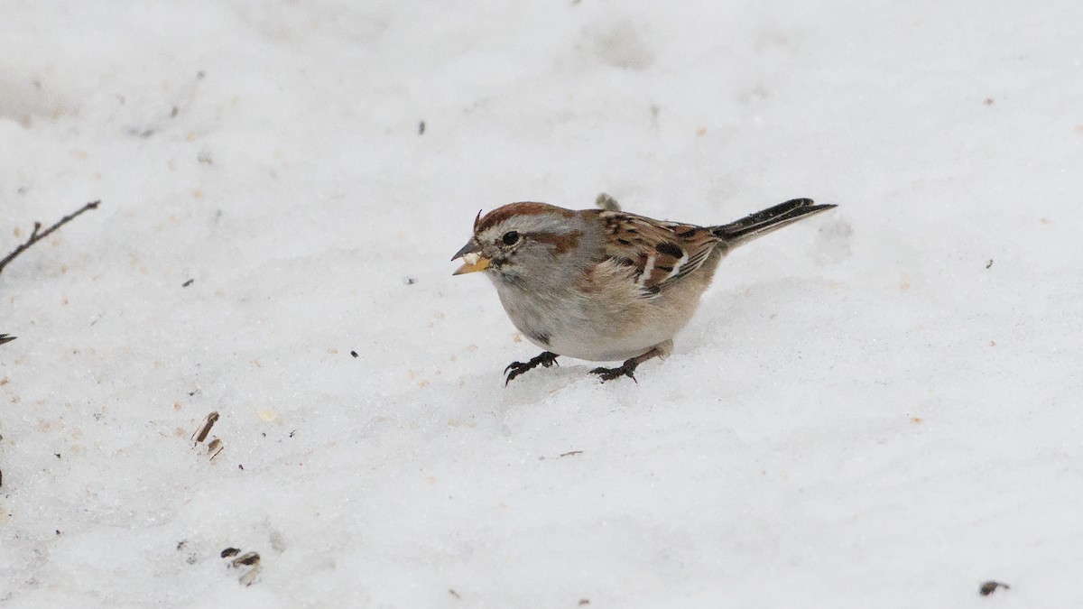 Пасовник північний - ML652198455