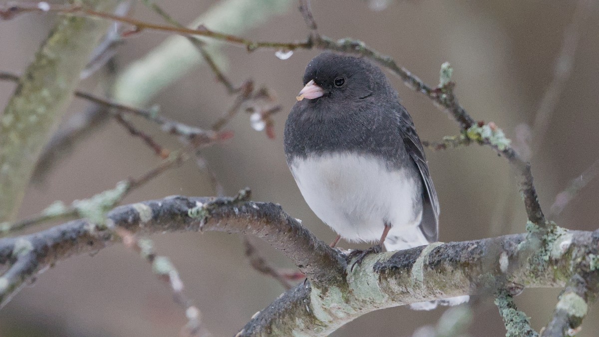 Юнко сірий - ML652198464
