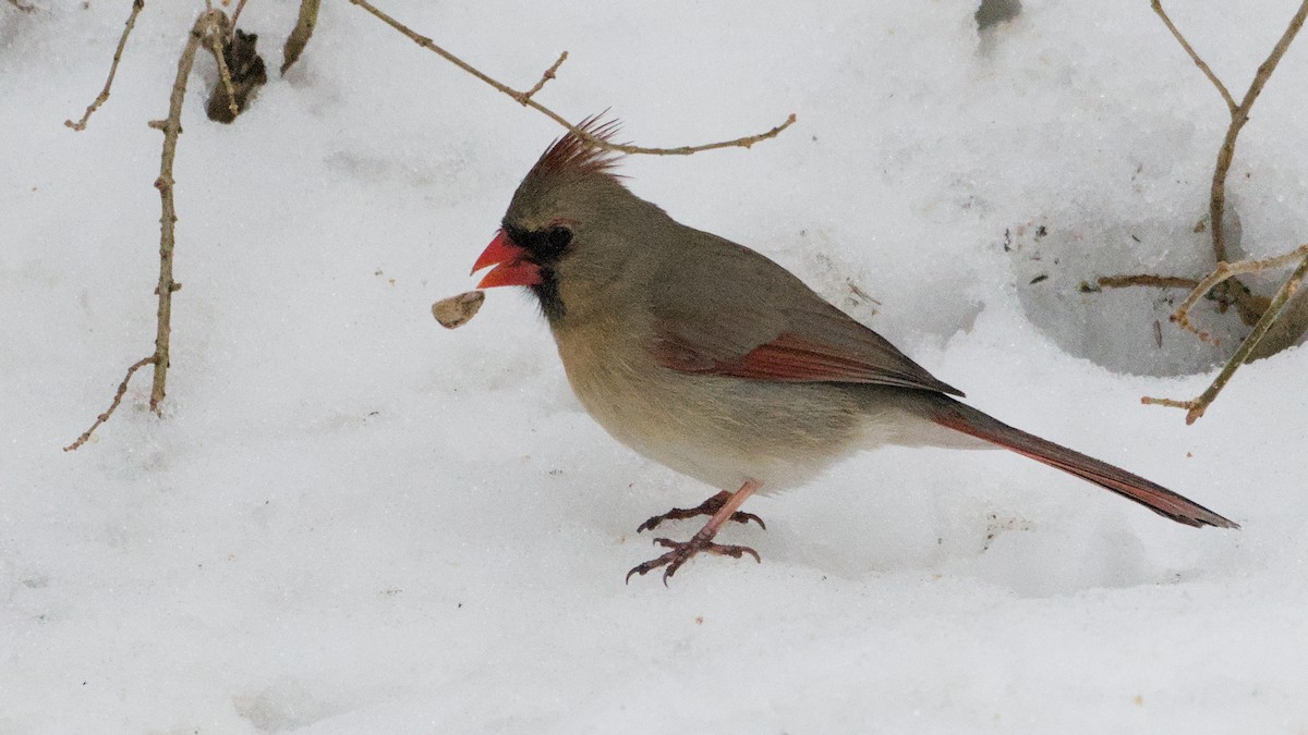 Кардинал червоний - ML652198474
