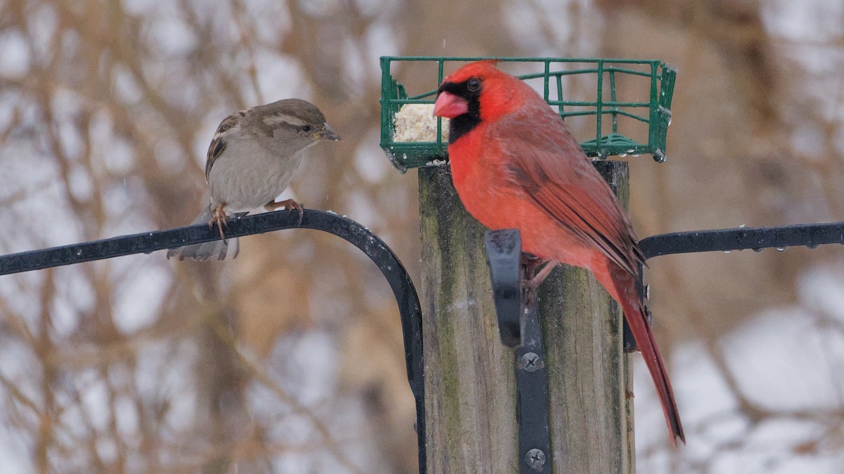 Кардинал червоний - ML652198475