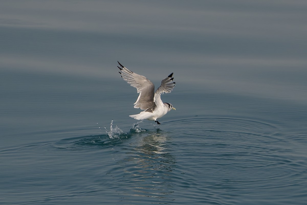 세가락갈매기 - ML652198654