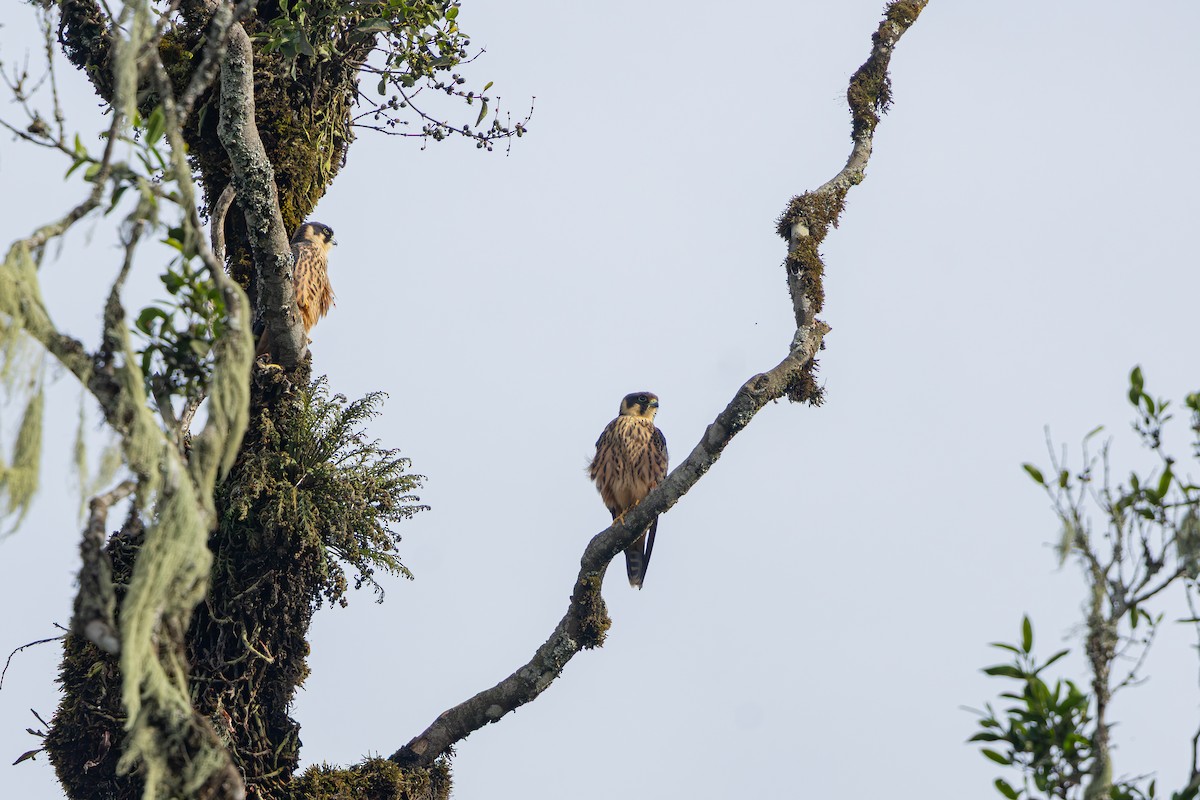 ostříž africký - ML652198783