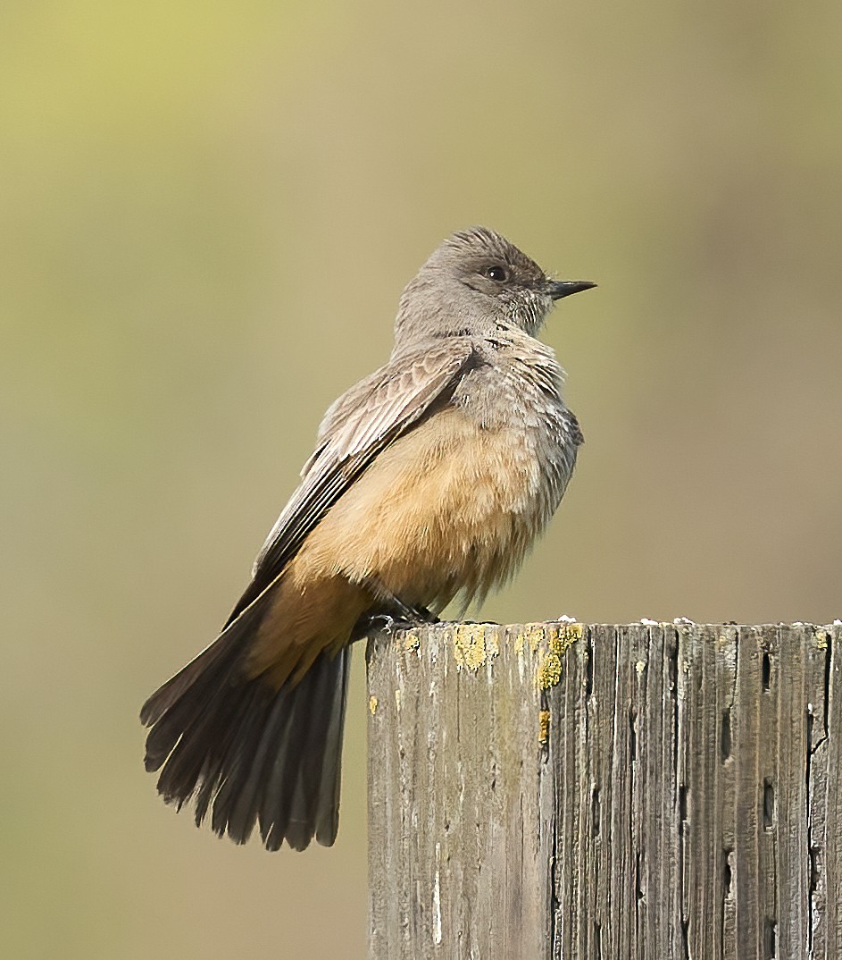 Say's Phoebe - ML652198839