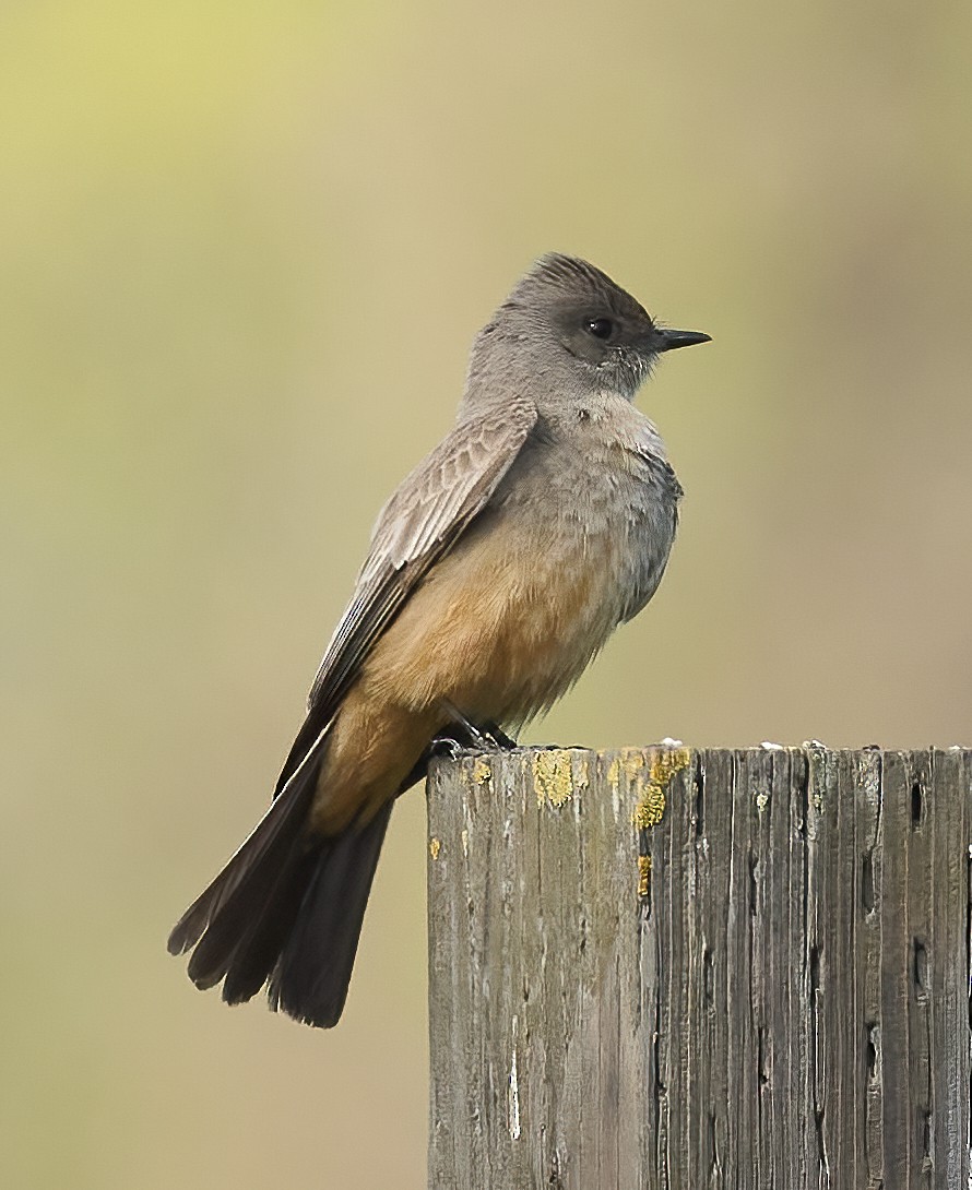 Say's Phoebe - ML652198840