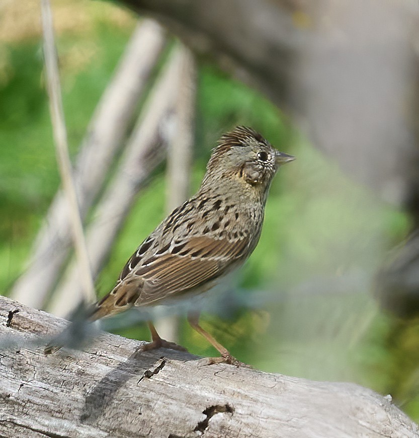 Lincoln's Sparrow - ML652198857