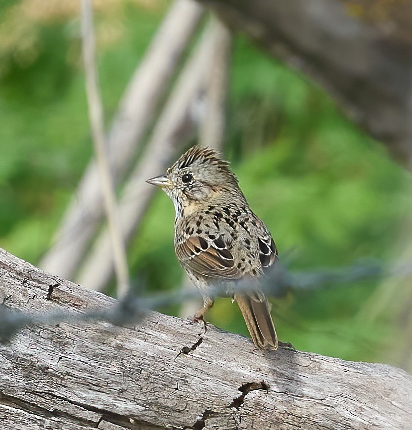 Lincoln's Sparrow - ML652198858