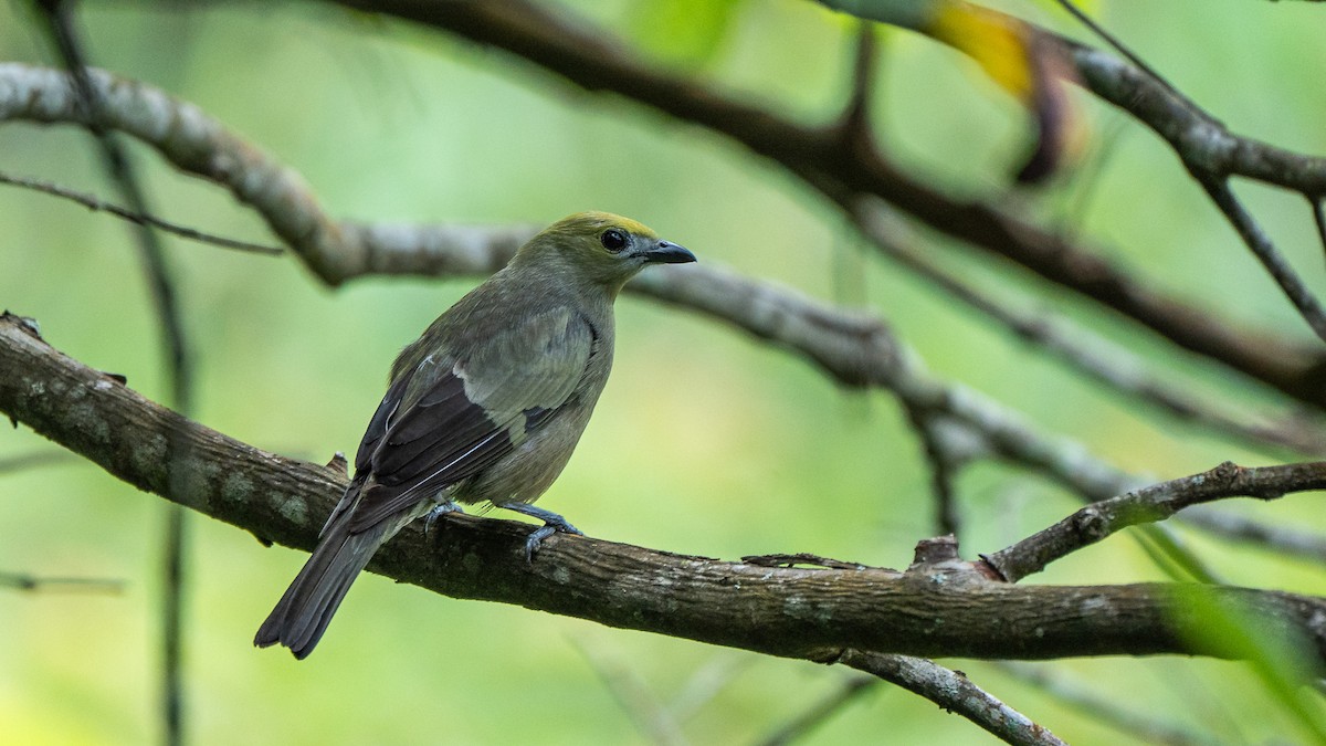 Palm Tanager - ML652198999