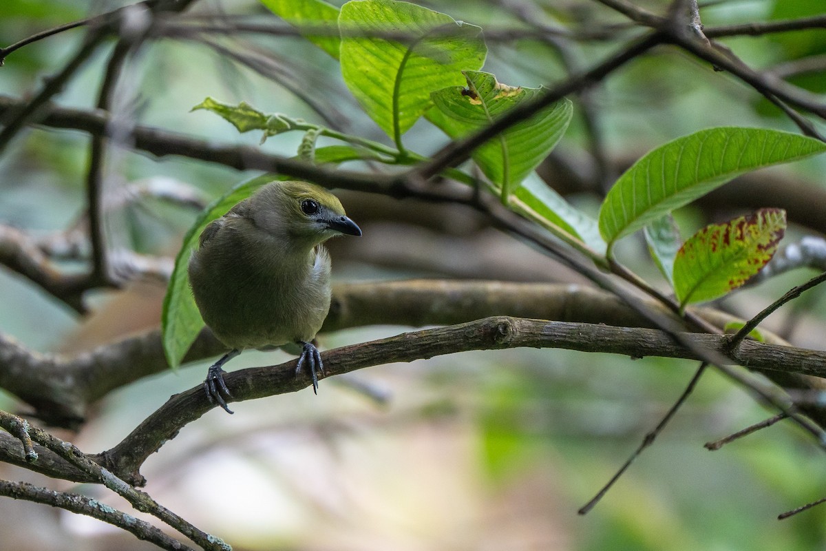 Palm Tanager - ML652199000