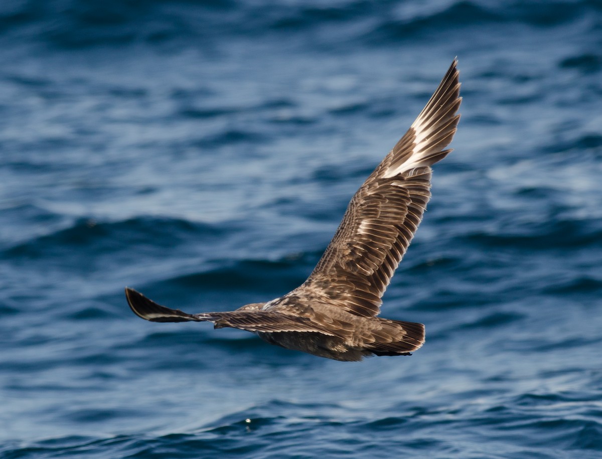 South Polar Skua - Alix d'Entremont