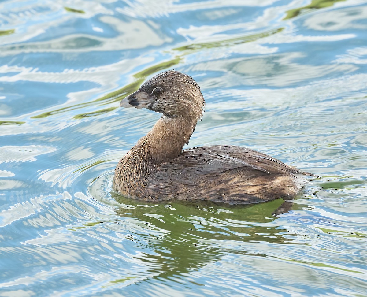 Pied-billed Grebe - ML652199270