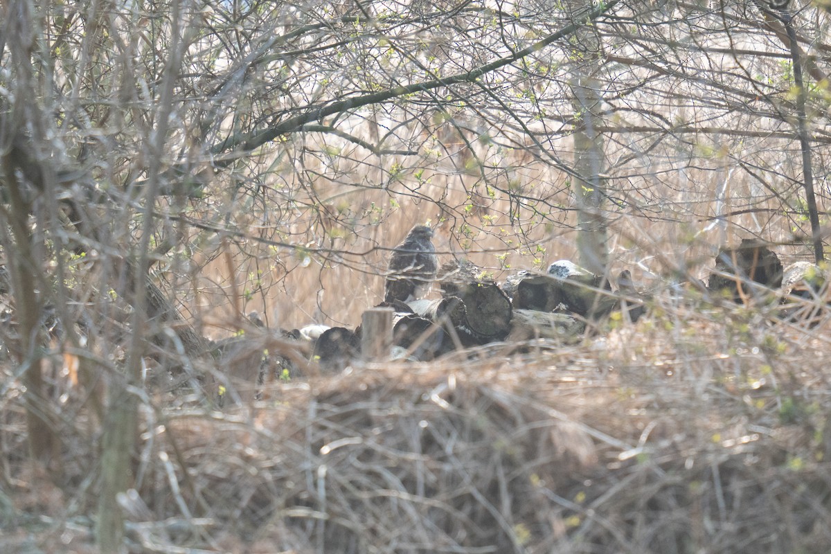 Common Buzzard - ML652199271