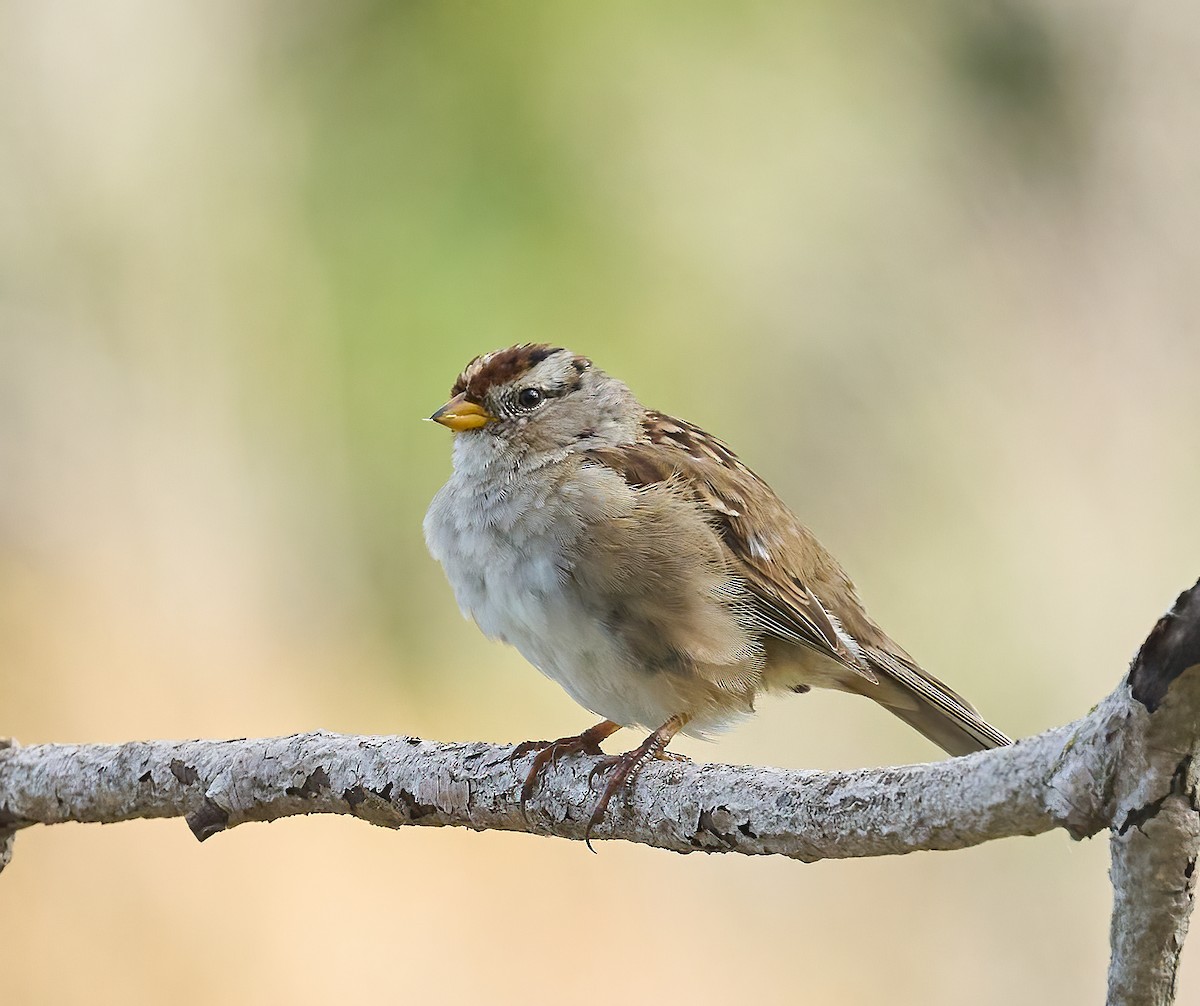 White-crowned Sparrow - ML652199274