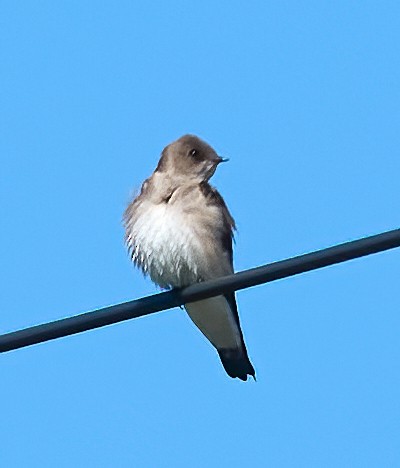 Northern Rough-winged Swallow - ML652199312
