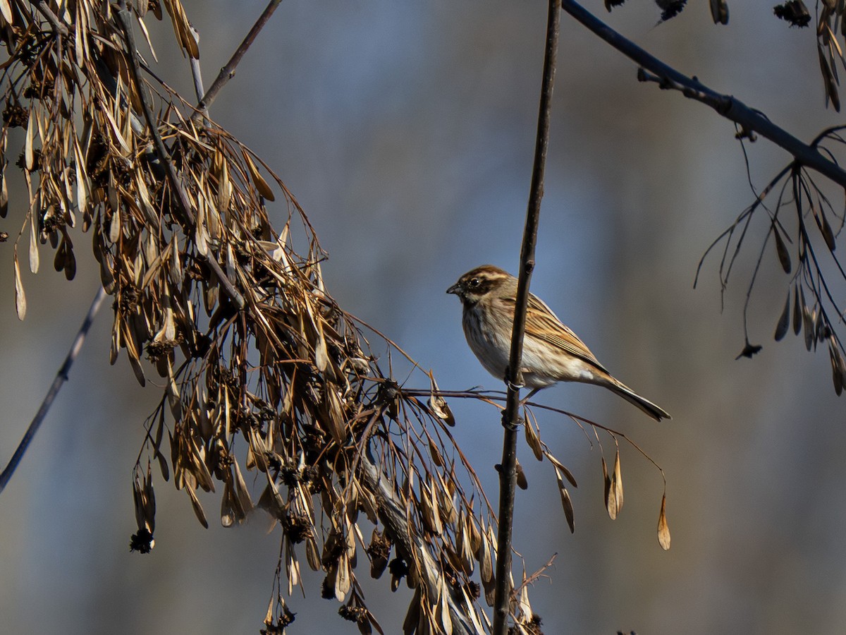 Reed Bunting - ML652199501