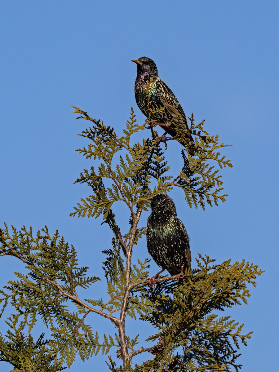 European Starling - ML652199505