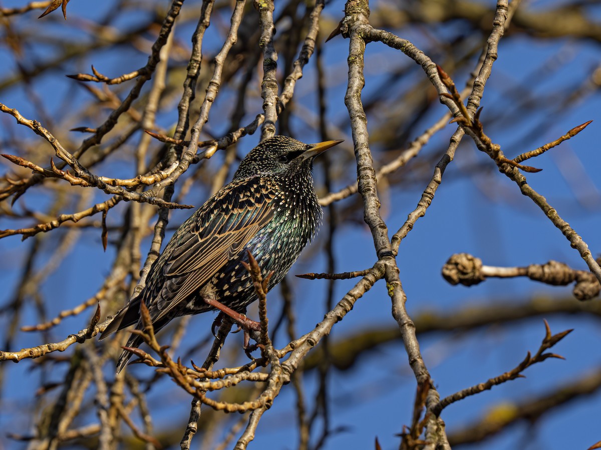 European Starling - ML652199506