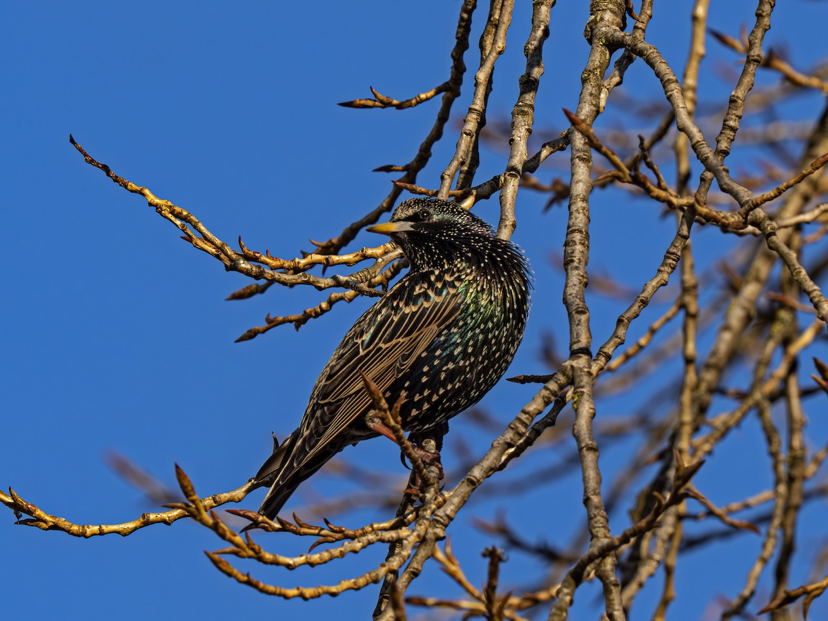 European Starling - ML652199507