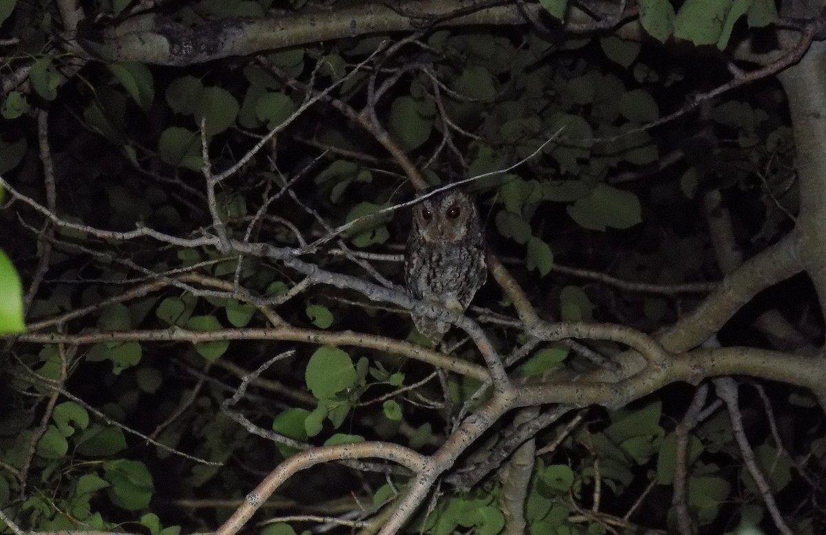 Flammulated Owl - ML652199590