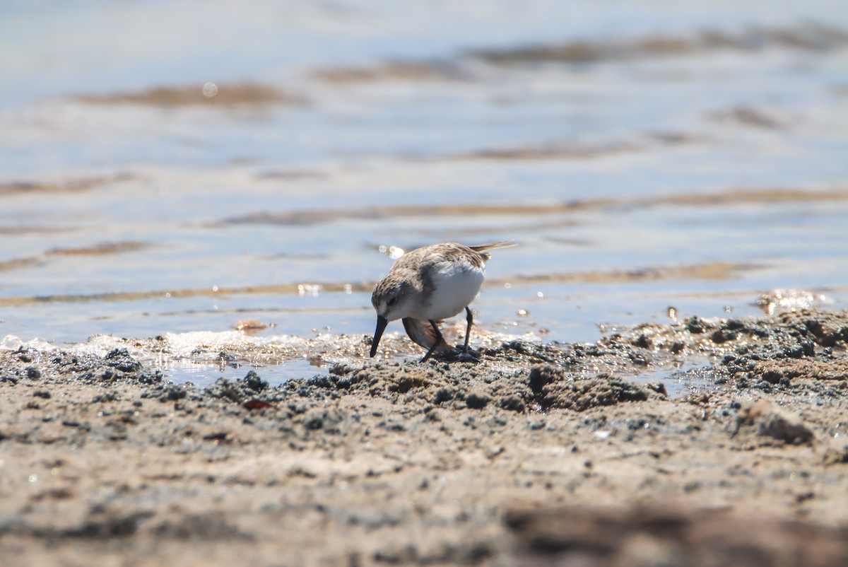 Alaska Kumkuşu - ML652199781