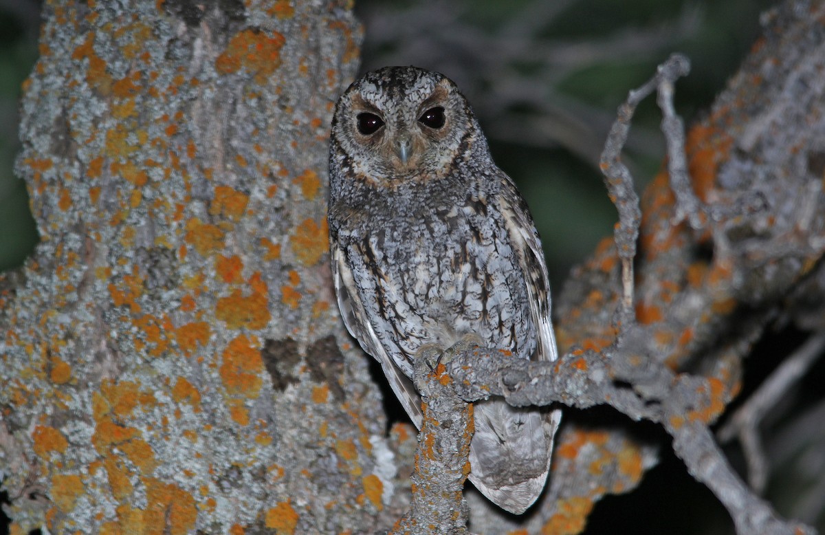 Flammulated Owl - ML652199840