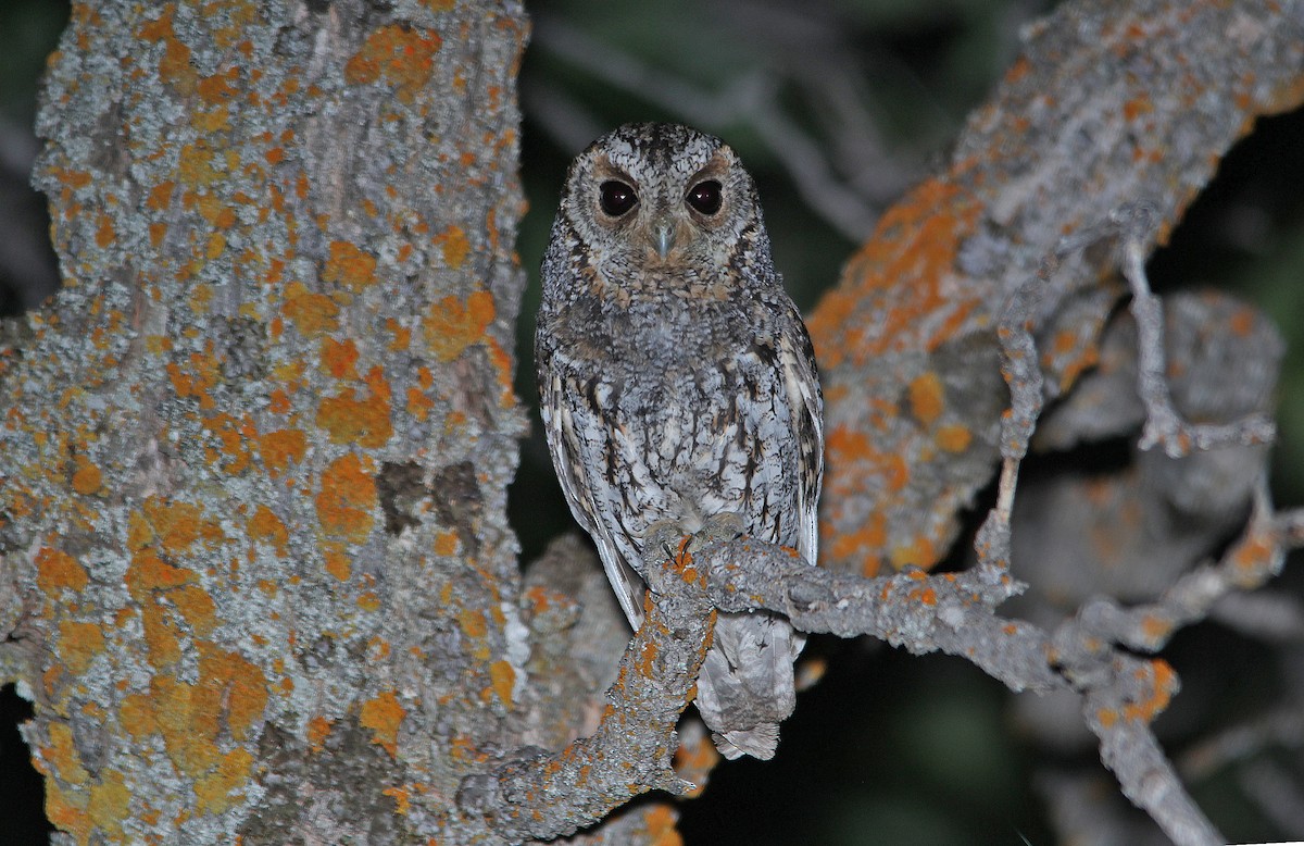 Flammulated Owl - ML652199841