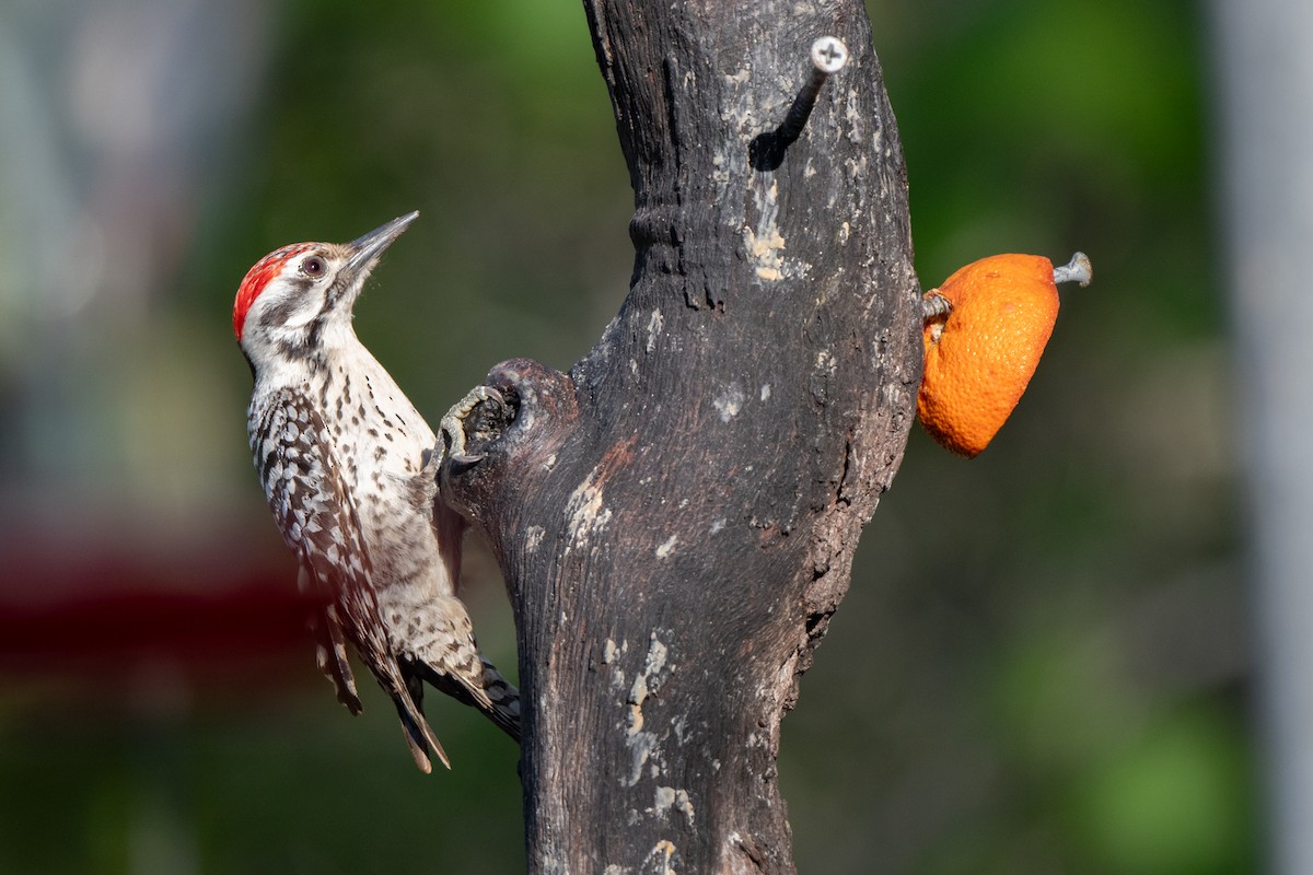 Ladder-backed Woodpecker - ML652200039