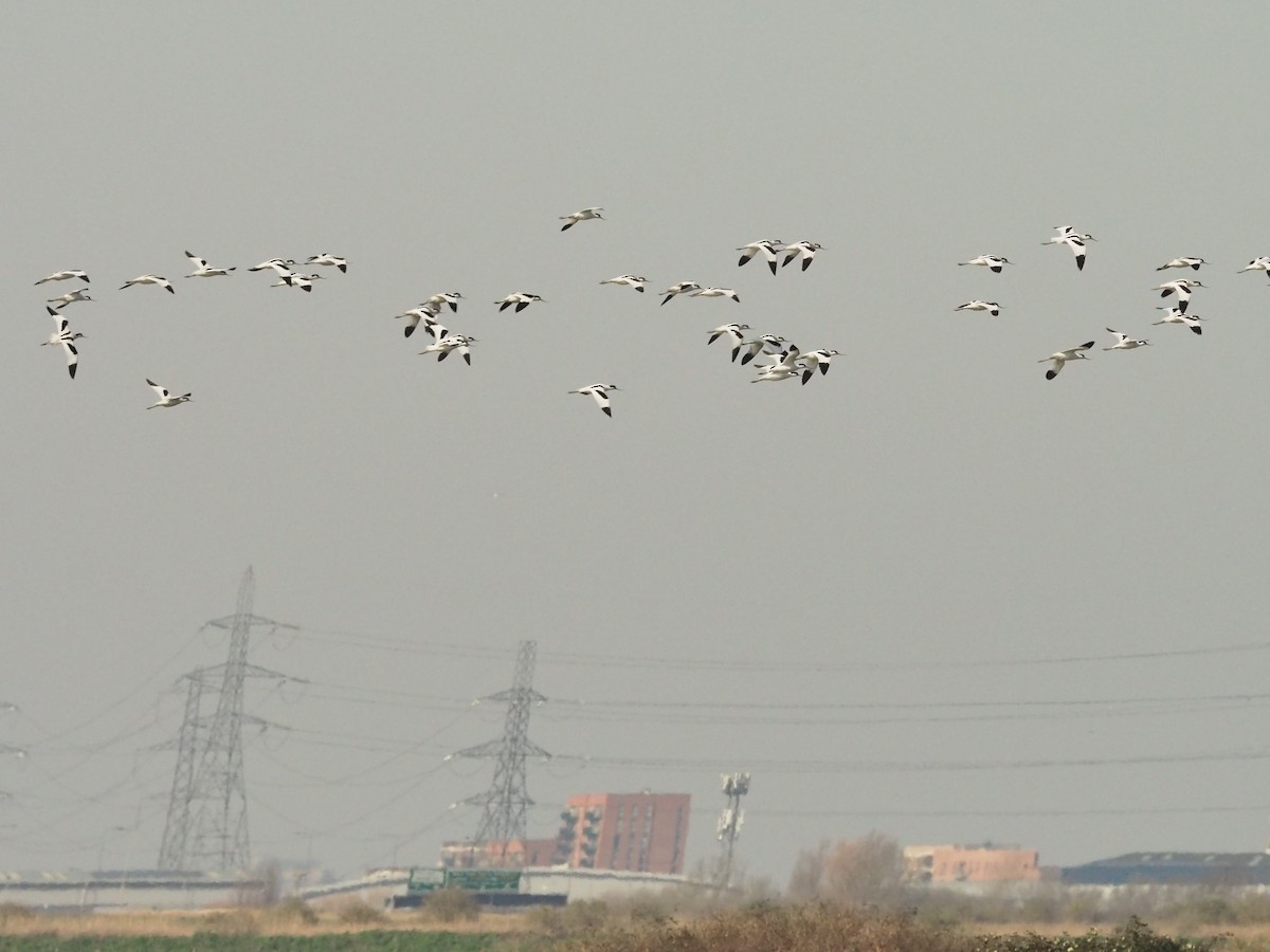 Abozeta kaskabeltza - ML652200190