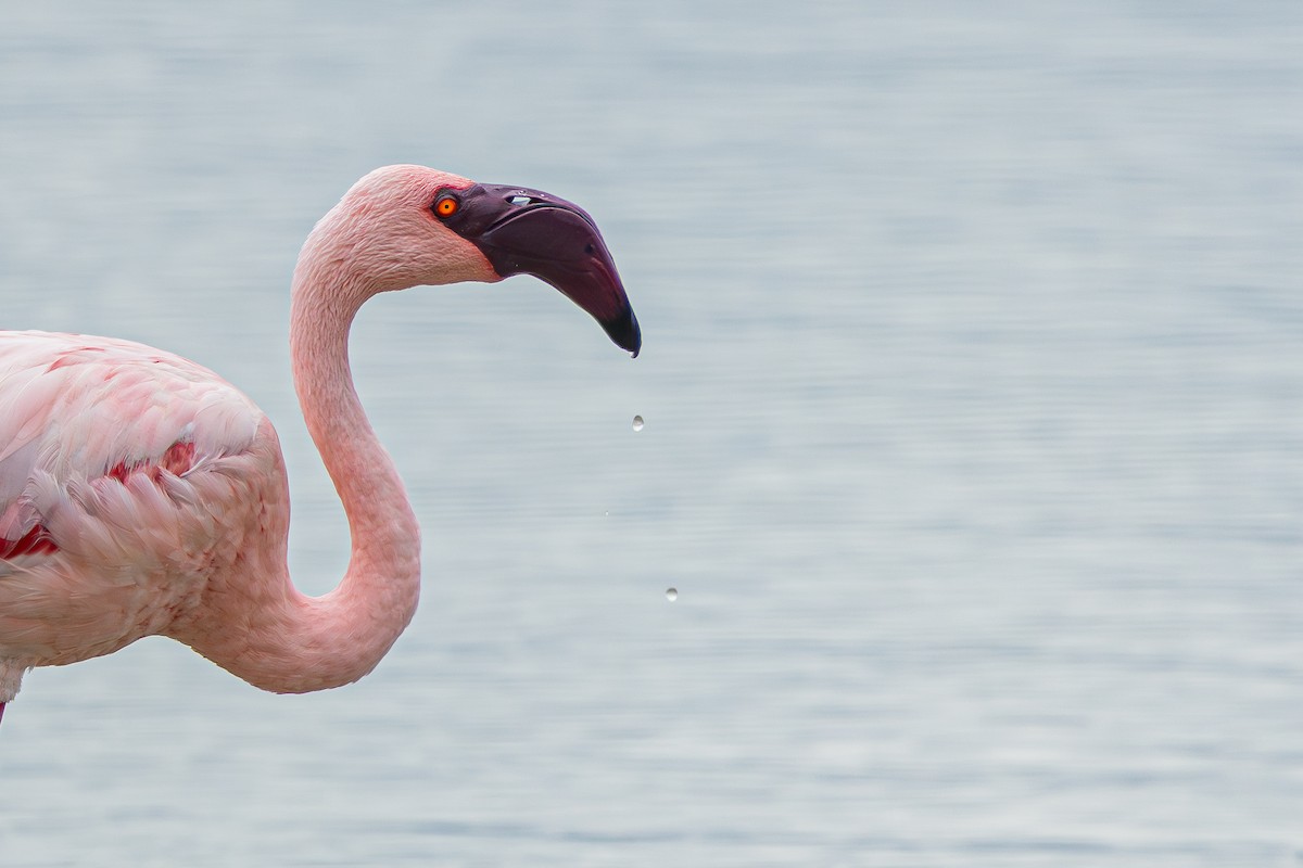 Lesser Flamingo - ML652200193