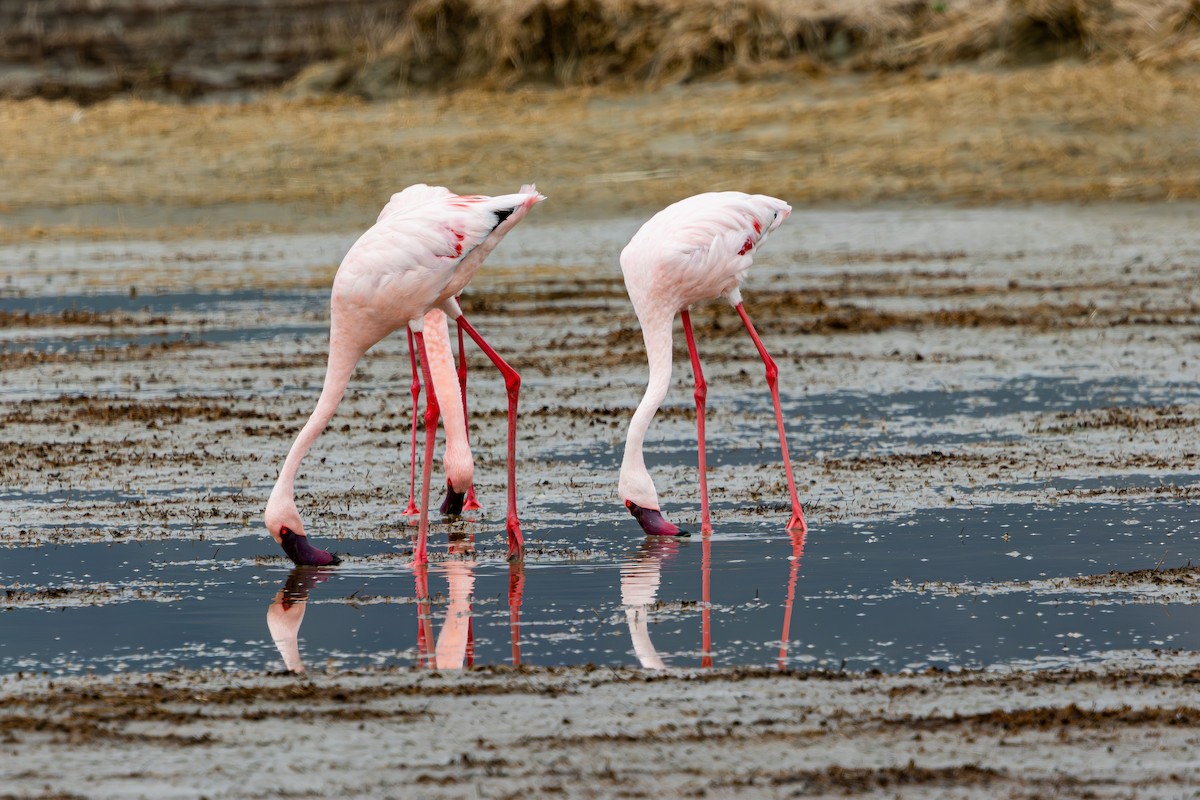 Lesser Flamingo - ML652200197