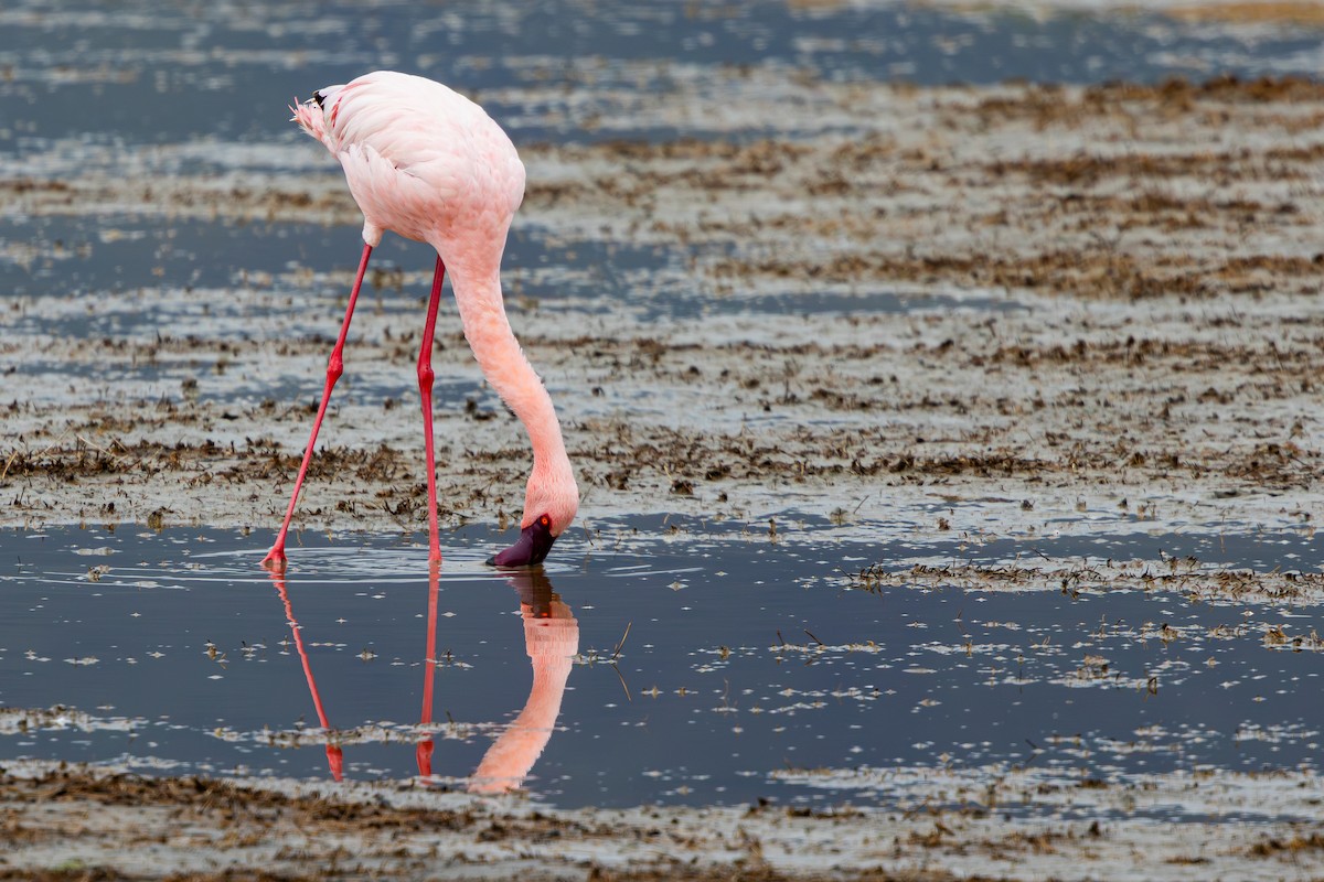 Lesser Flamingo - ML652200202