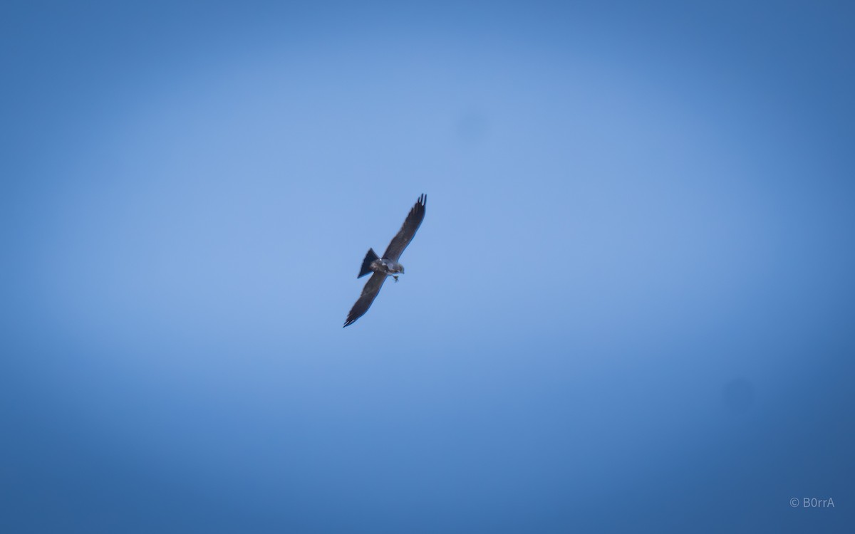 Milan du Mississippi - ML652200216