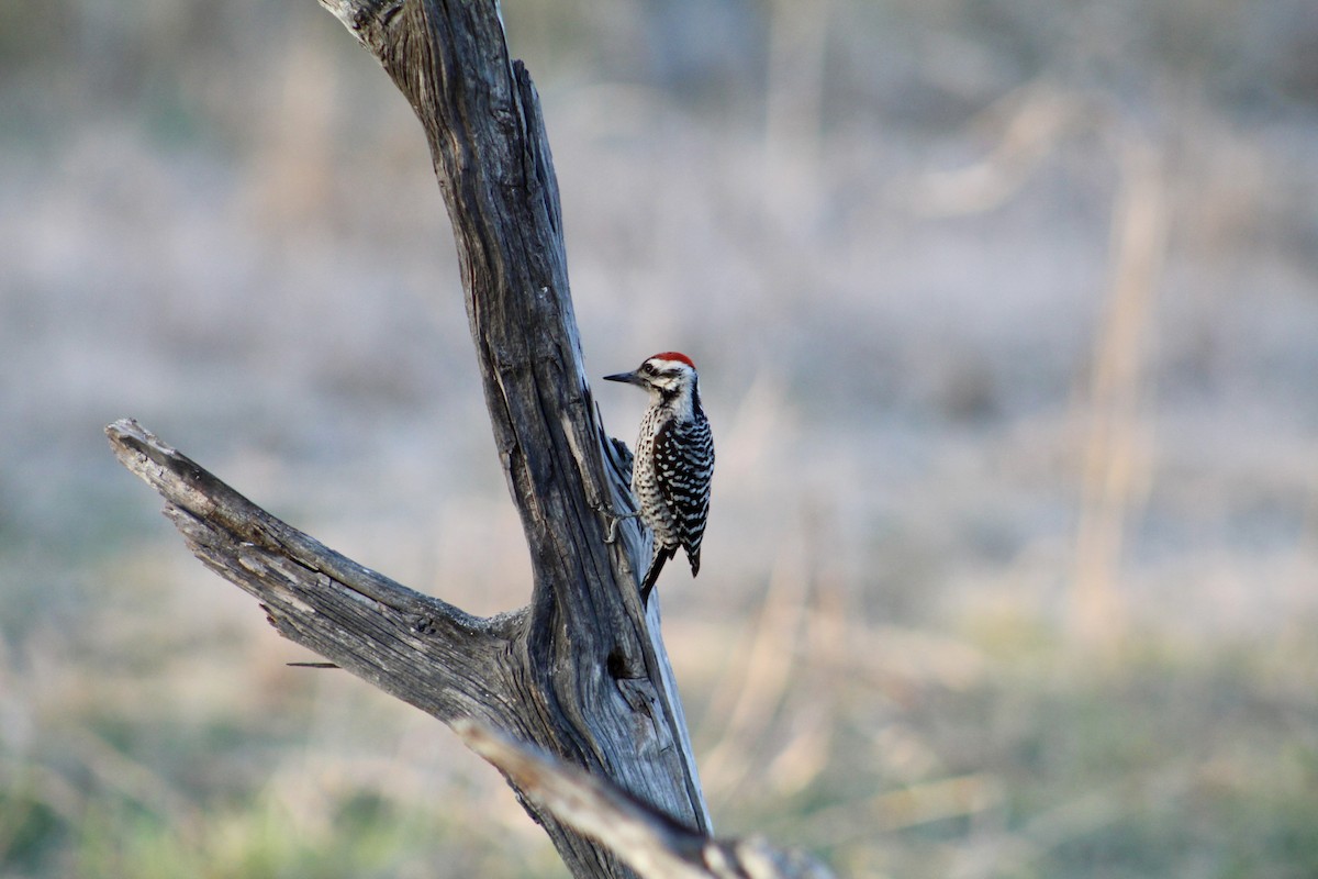 Ladder-backed Woodpecker - ML652200229