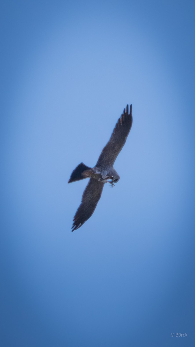 Milan du Mississippi - ML652200564