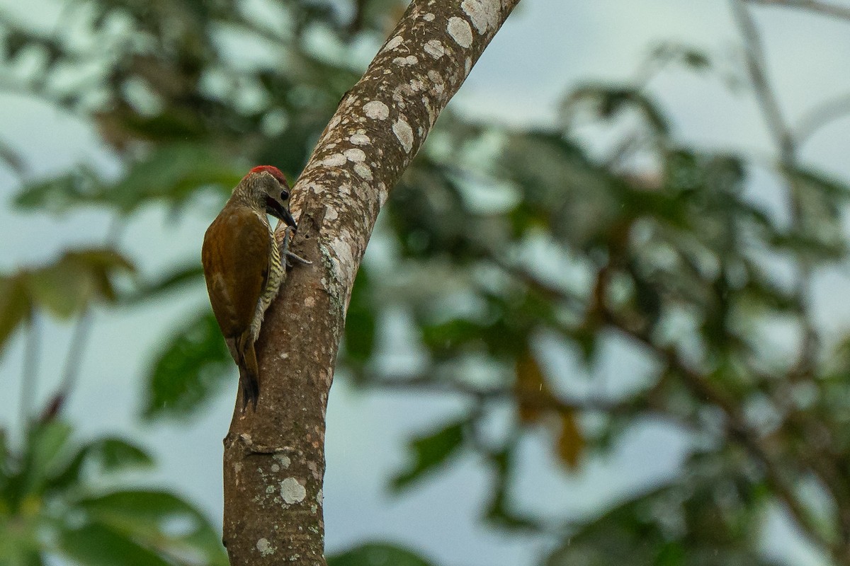 Golden-olive Woodpecker (Golden-olive) - ML652200625
