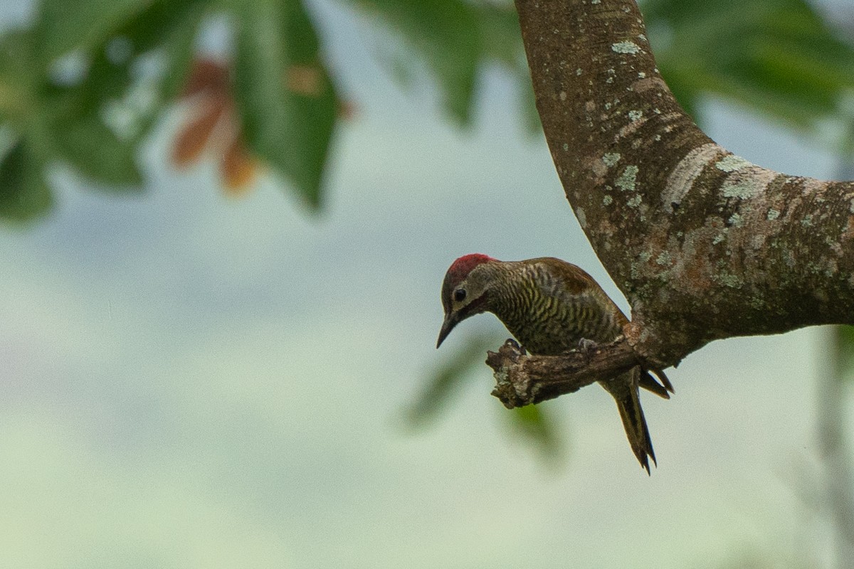 Golden-olive Woodpecker (Golden-olive) - ML652200630
