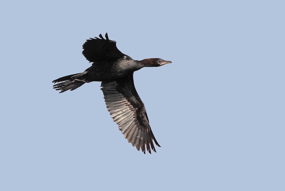 Pygmy Cormorant - ML65220071