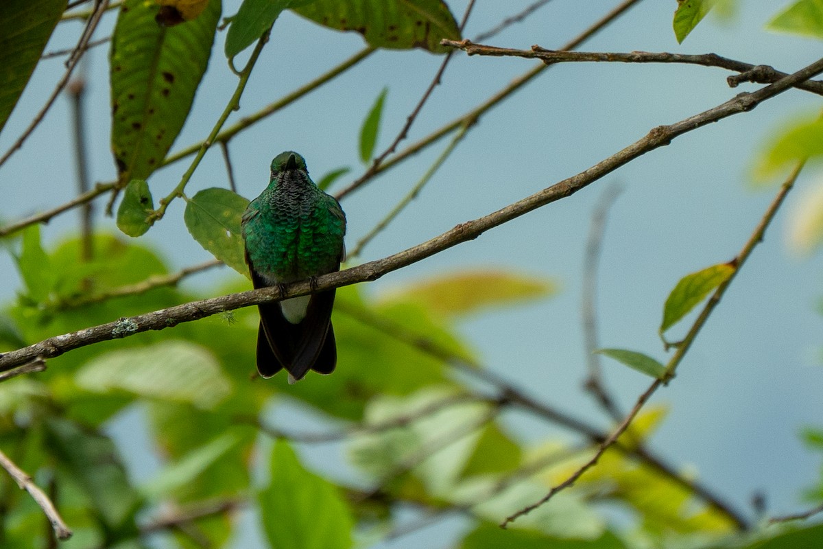 White-vented Plumeleteer (White-vented) - ML652200807