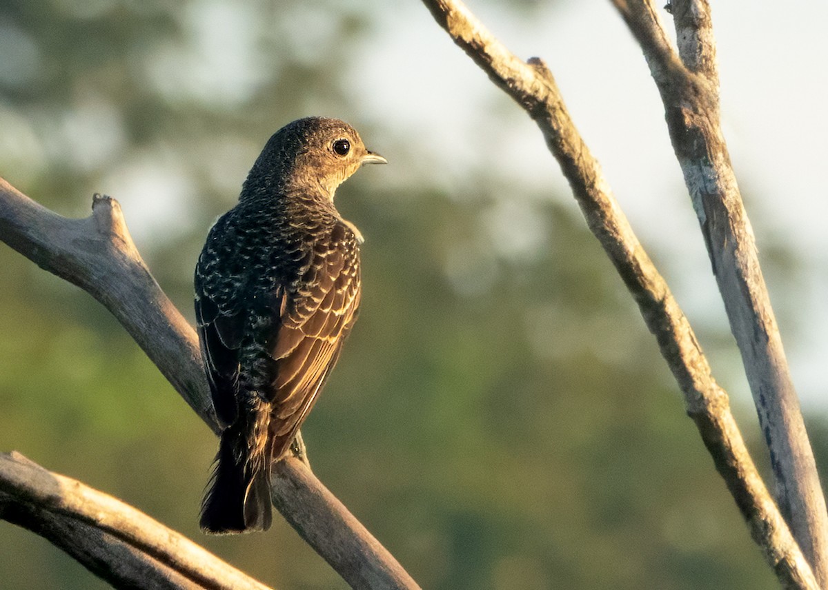 kotinga tyrkysová - ML652201206