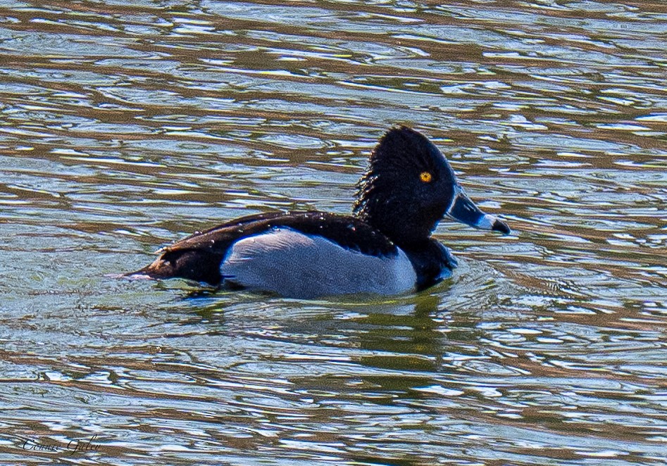 Ring-necked Duck - ML652201220