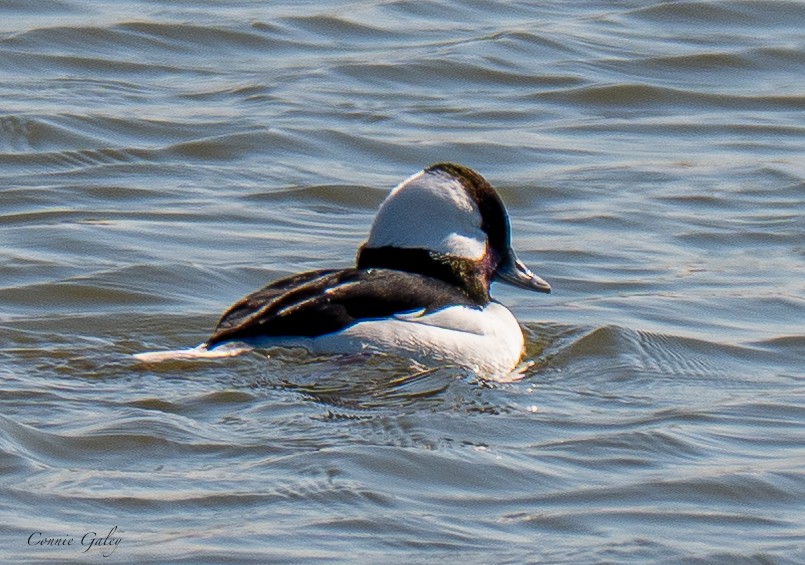 Bufflehead - ML652201249