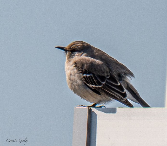 Northern Mockingbird - ML652201277
