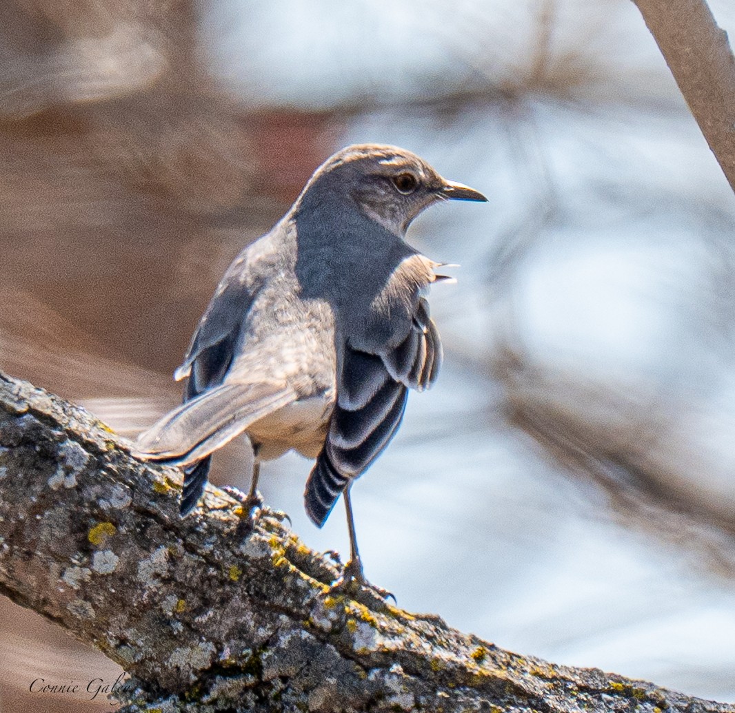 Northern Mockingbird - ML652201280