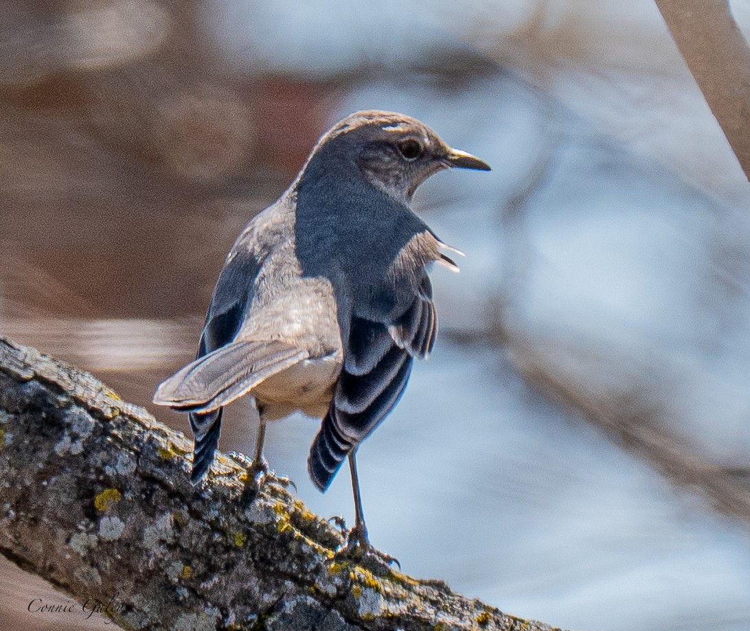 Northern Mockingbird - ML652201301