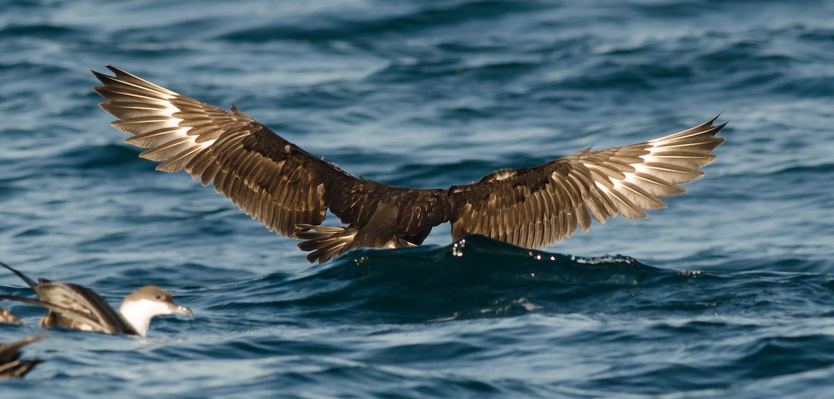 South Polar Skua - Alix d'Entremont