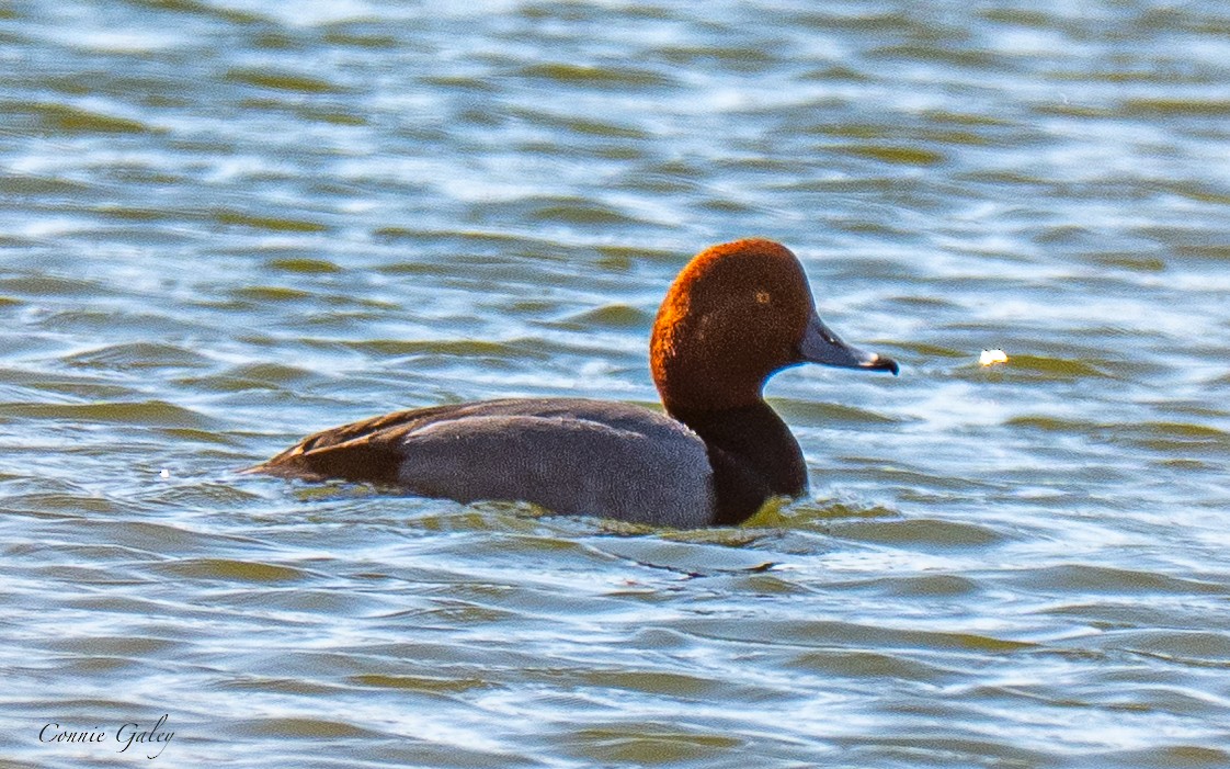 Redhead - ML652201334