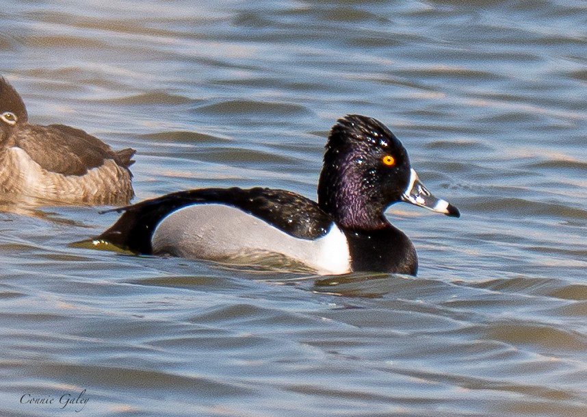 Ring-necked Duck - ML652201351