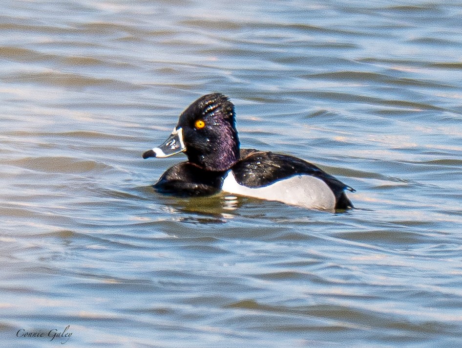Ring-necked Duck - ML652201379