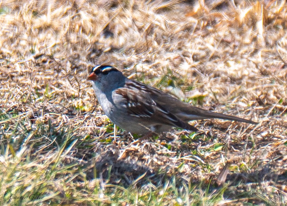 White-crowned Sparrow - ML652201389