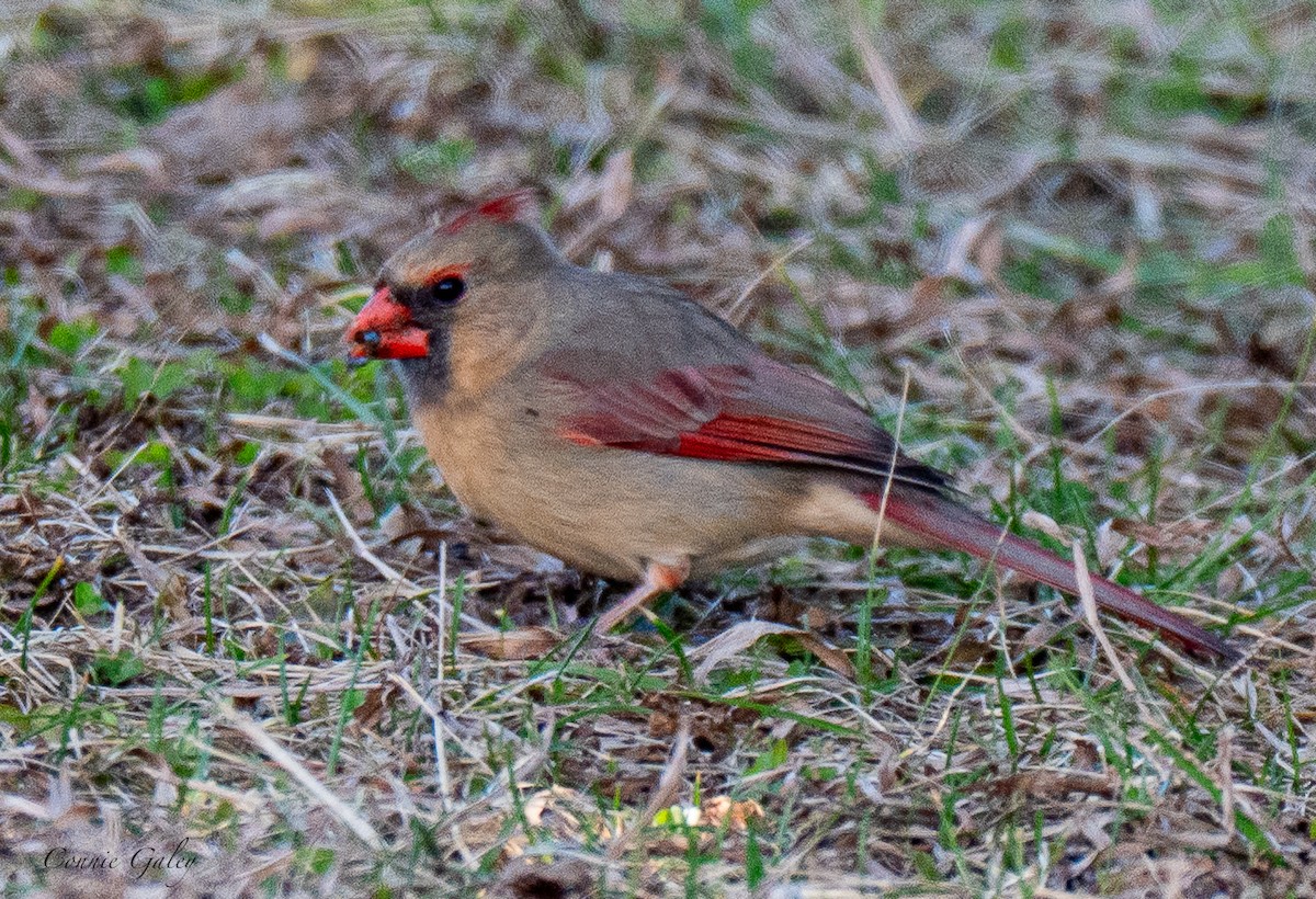 Northern Cardinal - ML652201394